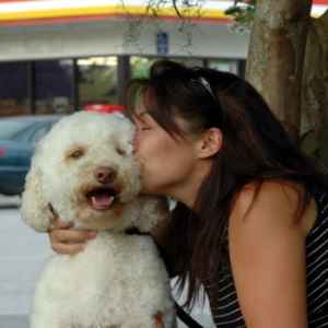 vinton valley australian labradoodles