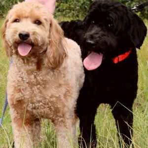 vinton valley australian labradoodles