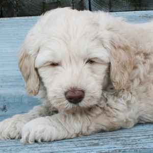 vinton valley australian labradoodles