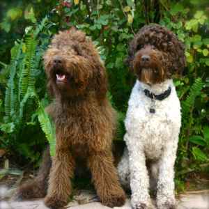 vinton valley australian labradoodles